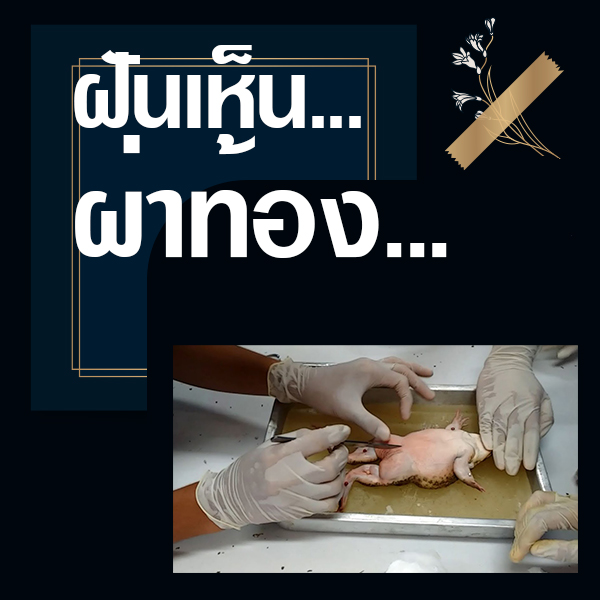 เลขเด็ดvip