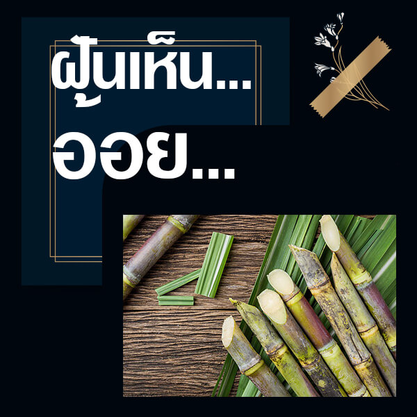 แทงหวยออนไลน์