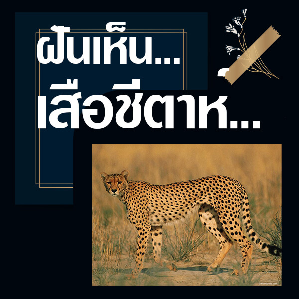 เลขเด็ดvip