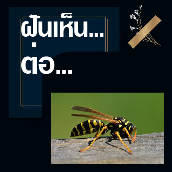 หวย ทำนายฝันเห็นต่อ