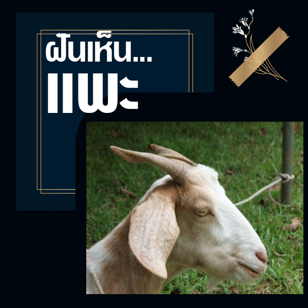 เว็บหวย ทำนายฝันเห็นแพะ