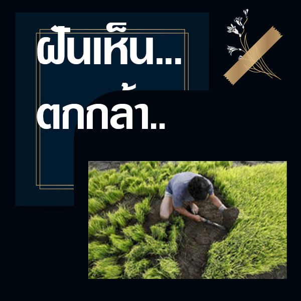 หวย ทำนายฝันเห็นตกกล้า