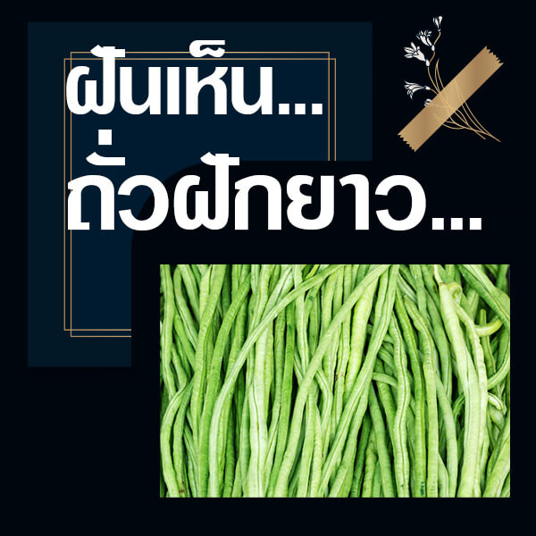 หวยรัฐบาล ทำนายฝันเห็นถั่วฝักยาว