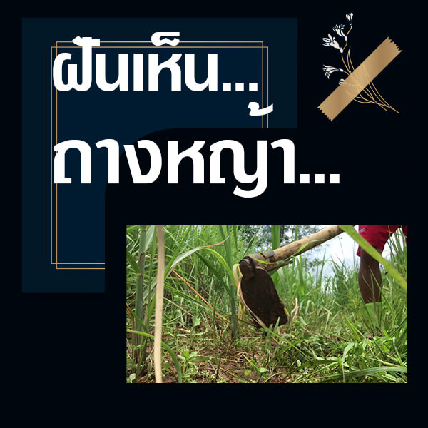 เลขเด็ดvip ทำนายฝันเห็นถางหญ้า