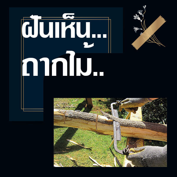 หวยรัฐบาล ทำนายฝันเห็นถากไม้
