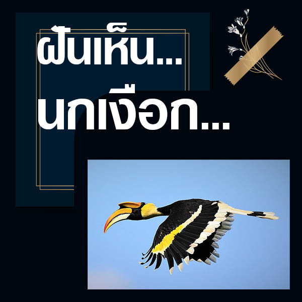 เลขเด็ดvip ทำนายฝันเห็นนกเงือก