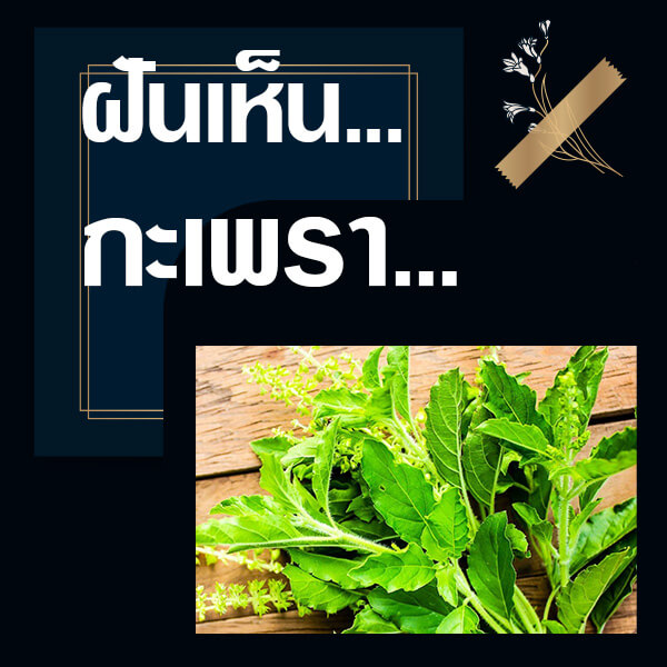แทงหวย ทำนายฝันเห็นกะเพรา