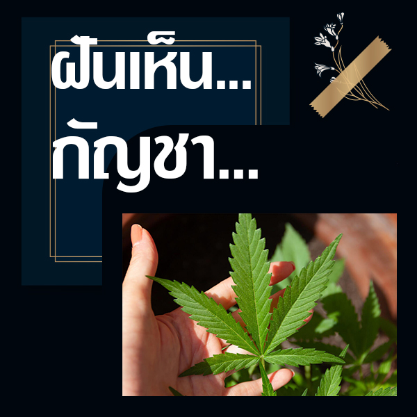หวย ทำนายฝันเห็นกัญชา