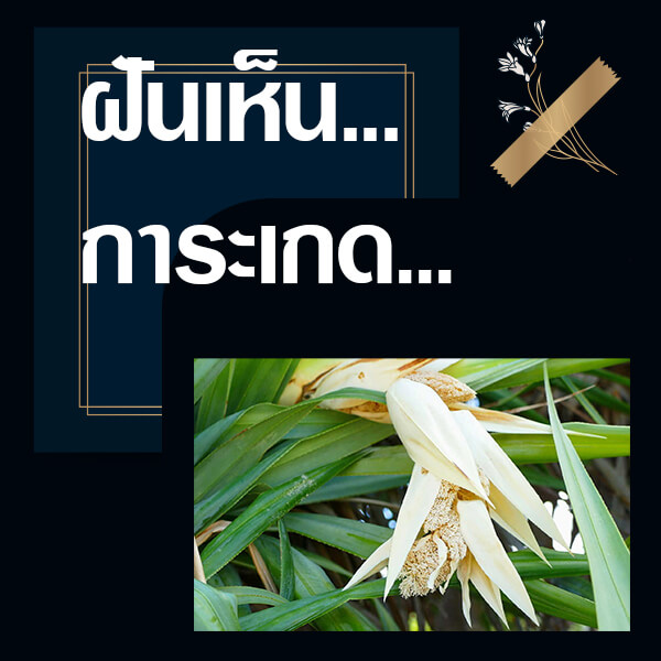 เว็บหวย ทำนายฝันเห็นการะเกด