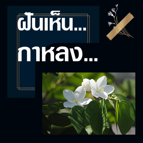 หวยวันนี้ ทำนายฝันเห็นกาหลง