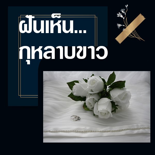 เว็บหวย ทำนายฝันเห็นกุหลาบขาว