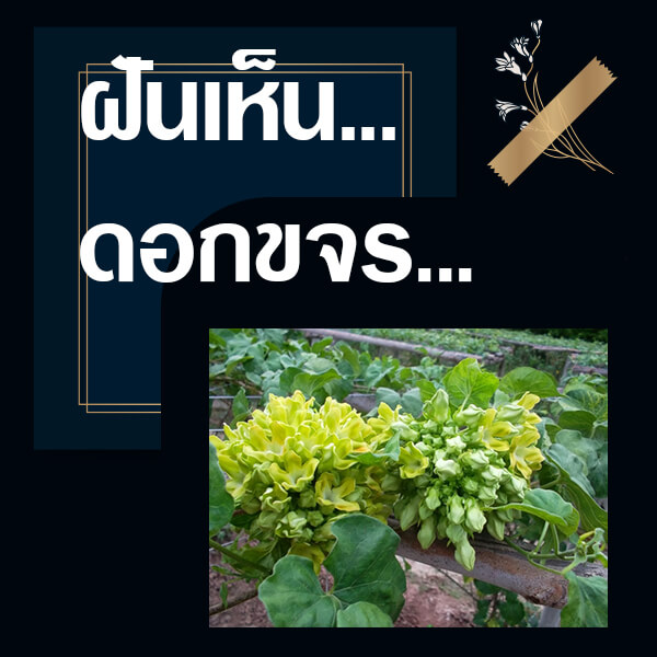 เลขเด็ดvip ทำนายฝันเห็นดอกขจร