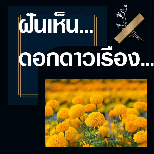 เลขเด็ดvip ทำนายฝันเห็นดาวเรือง