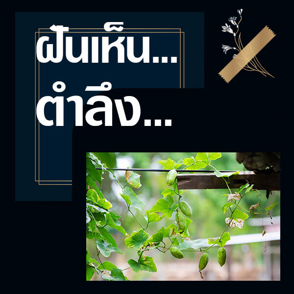 เว็บหวย ทำนายฝันเห็นตำลึง