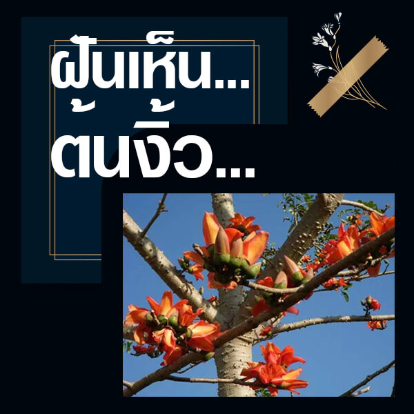 เว็บหวย ทำนายฝันเห็นต้นงิ้ว