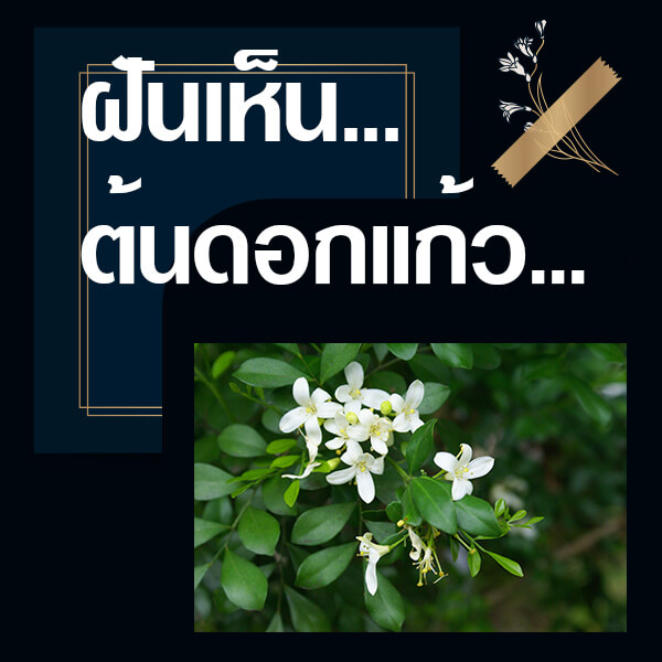 หวย ทำนายฝันเห็นต้นดอกแก้ว