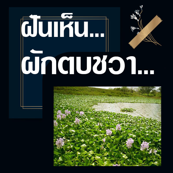 เว็บหวย ทำนายฝันเห็นผักตบชวา