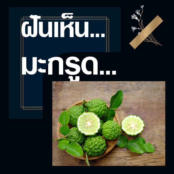 แทงหวย 24 ทำนายฝันเห็นมะกรูด
