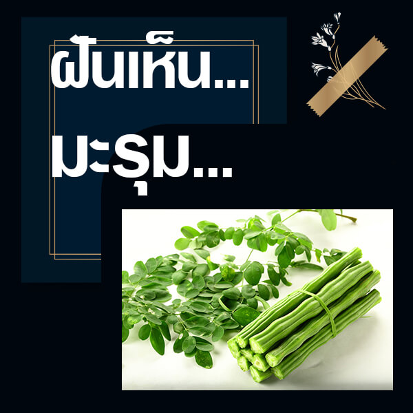 เว็บหวย ทำนายฝันเห็นมะรุม