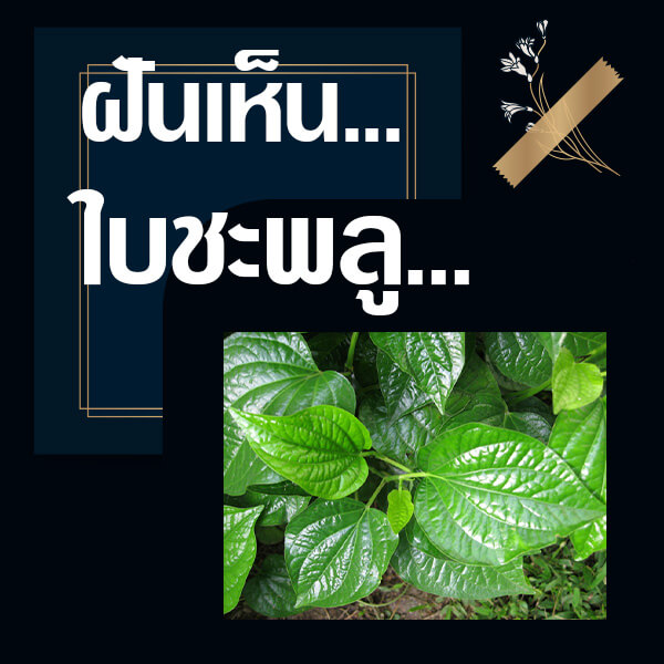 หวยรัฐบาล ทำนายฝันเห็นใบชะพลู