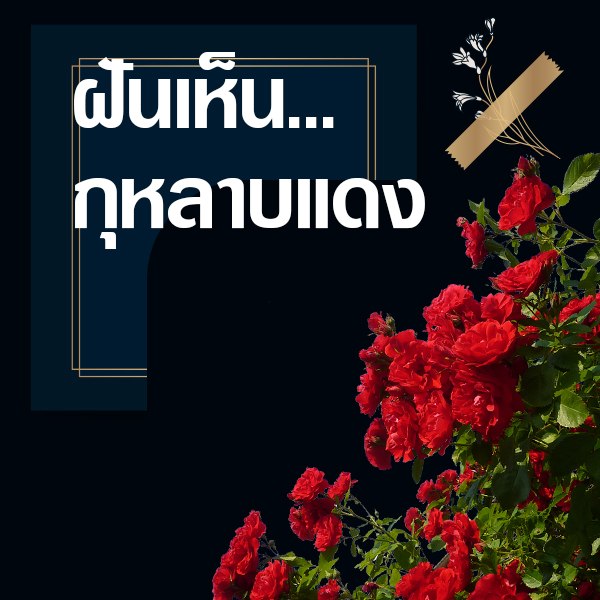 แทงหวย 24 ทำนายฝันเห็นกุหลาบแดง