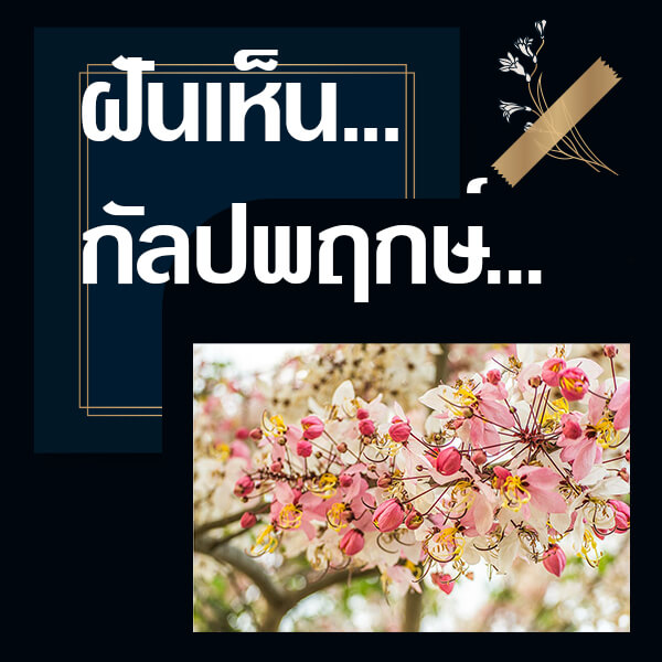 เว็บหวย ทำนายฝันเห็นกัลปพฤกษ์