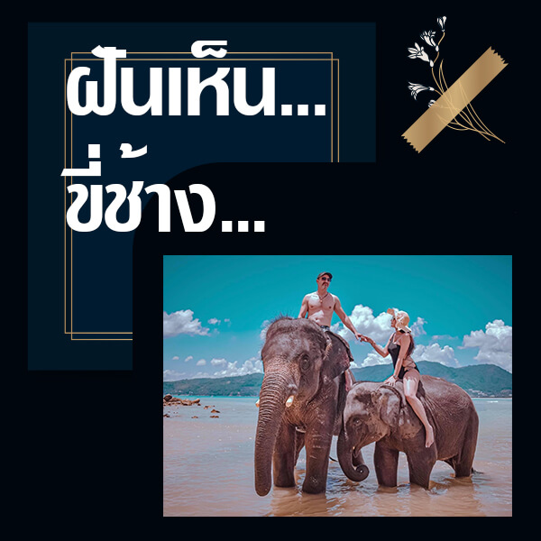 หวย ทำนายฝันเห็นขี่ช้าง