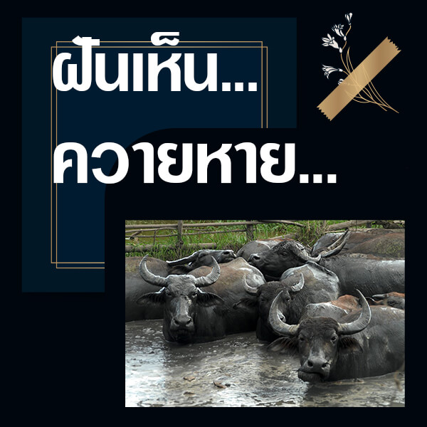 แทงหวย 24 ทำนายฝันเห็นควายหาย