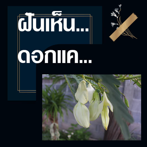 เลขเด็ดvip ทำนายฝันเห็นดอกแค