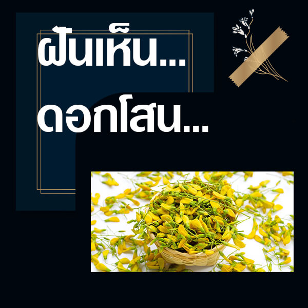 แทงหวย 24 ทำนายฝันเห็นดอกโสน