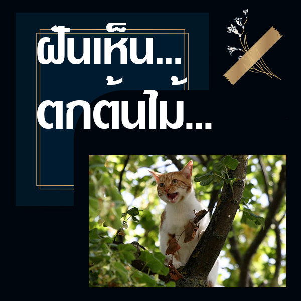 เว็บหวย ทำนายฝันเห็นตกต้นไม้