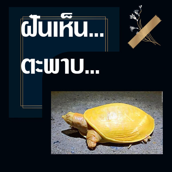 แทงหวย ทำนายฝันเห็นตะพาบ