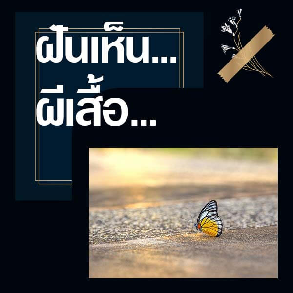 เว็บหวย ทำนายฝันเห็นผีเสื้อ