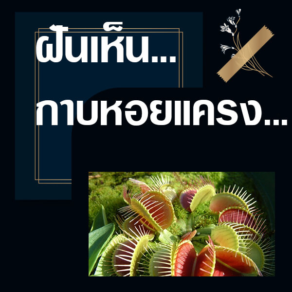 ทำนายฝันเห็นกาบหอยแครง