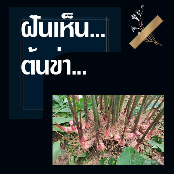  แทงหวย 24  ทำนายฝันเห็นต้นข่า