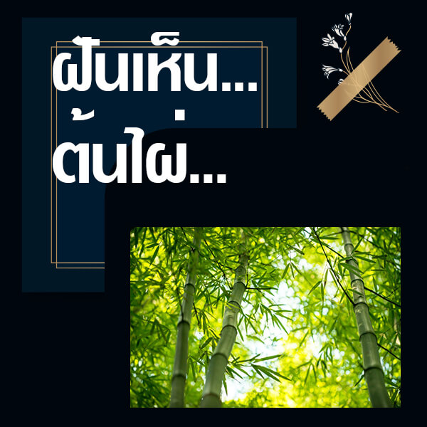 แทงหวย ทำนายฝันเห็นต้นไผ่