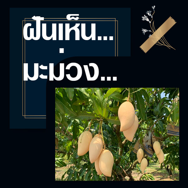 เว็บหวย ทำนายฝันเห็นมะม่วง