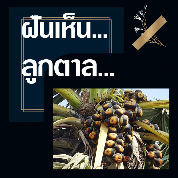 เว็บหวย ทำนายฝันเห็นลูกตาล