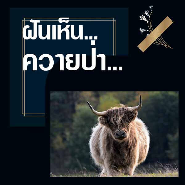 หวย ทำนายฝันเห็นควายป่า 