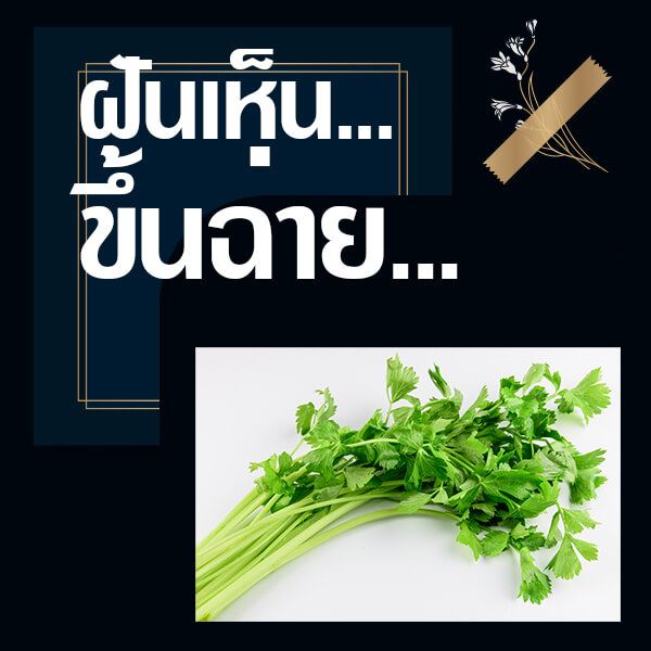 เว็บหวย ทำนายฝันเห็นขึ้นฉ่าย