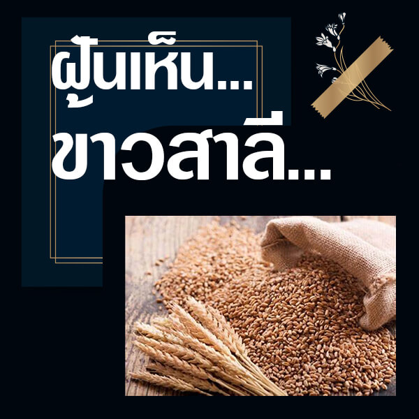 แทงหวย ทำนายฝันเห็นข้าวสาลี