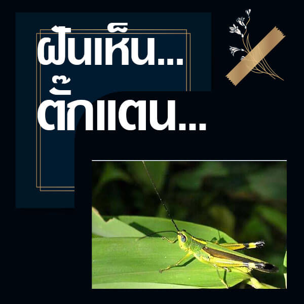 หวย 24 ทำนายฝันเห็นตั๊กแตน