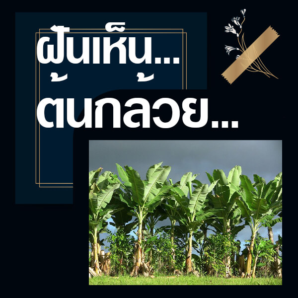เว็บหวย ทำนายฝันเห็นต้นกล้วย