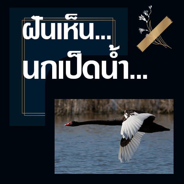 หวย 24 ทำนายฝันเห็นนกเป็ดน้ำ