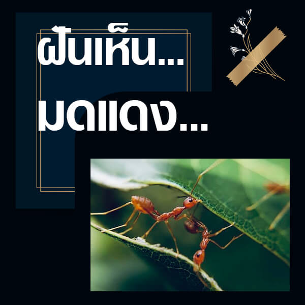 แทงหวย ทำนายฝันเห็นมดแดง
