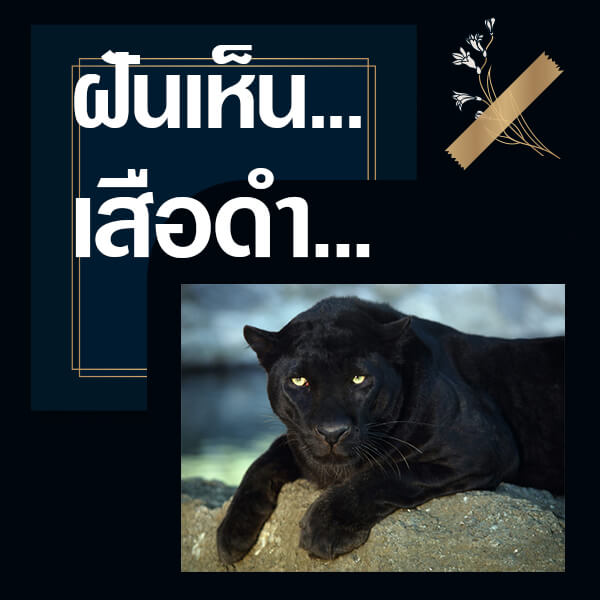 เว็บหวย ทำนายฝันเห็นเสือดำ