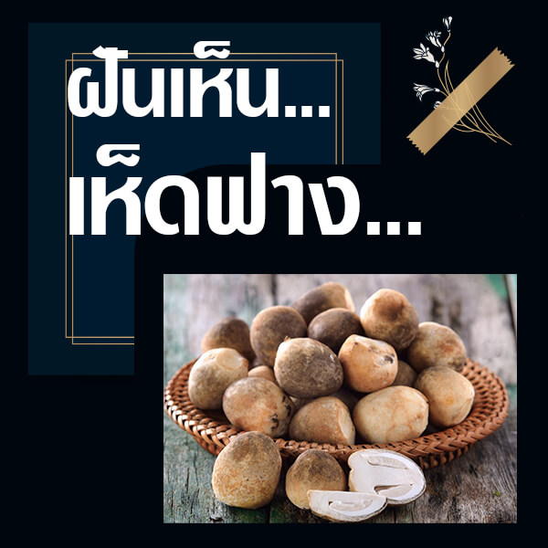 เว็บหวย ทำนายฝันเห็นเห็ดฟาง