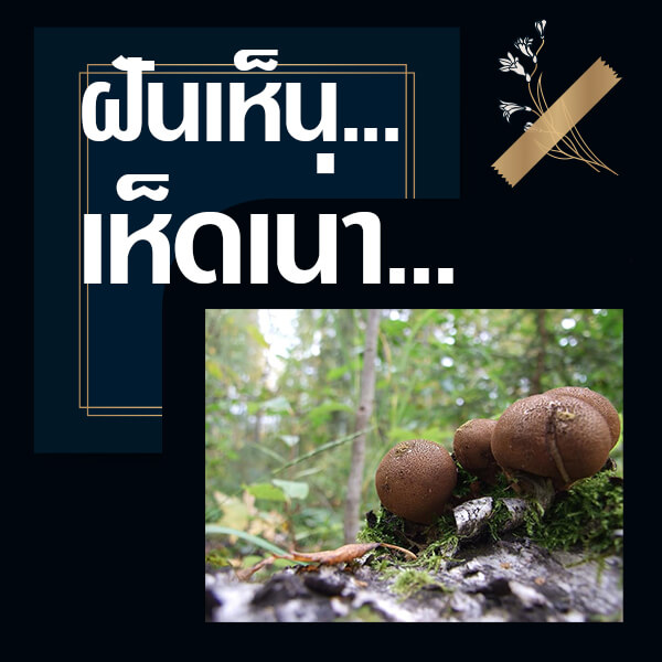 แทงหวย ทำนายฝันเห็นเห็ดเน่า