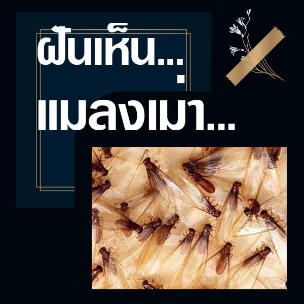 เว็บหวย ทำนายฝันเห็นแมลงเม่า