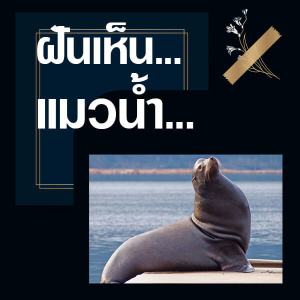 เว็บหวย ทำนายฝันเห็นแมวน้ำ